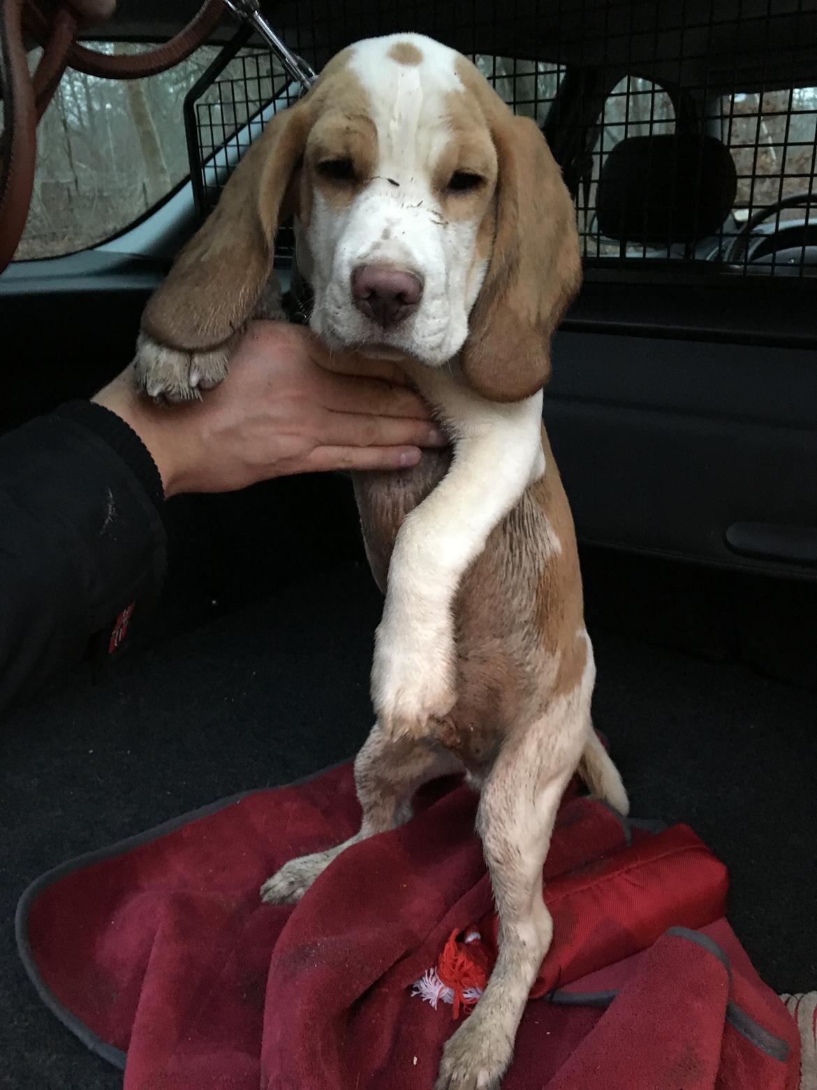 Beagle Marley - sådan ser man ud efter en tur i dyrehaven med 40 andre Beagler 😃 billede 9