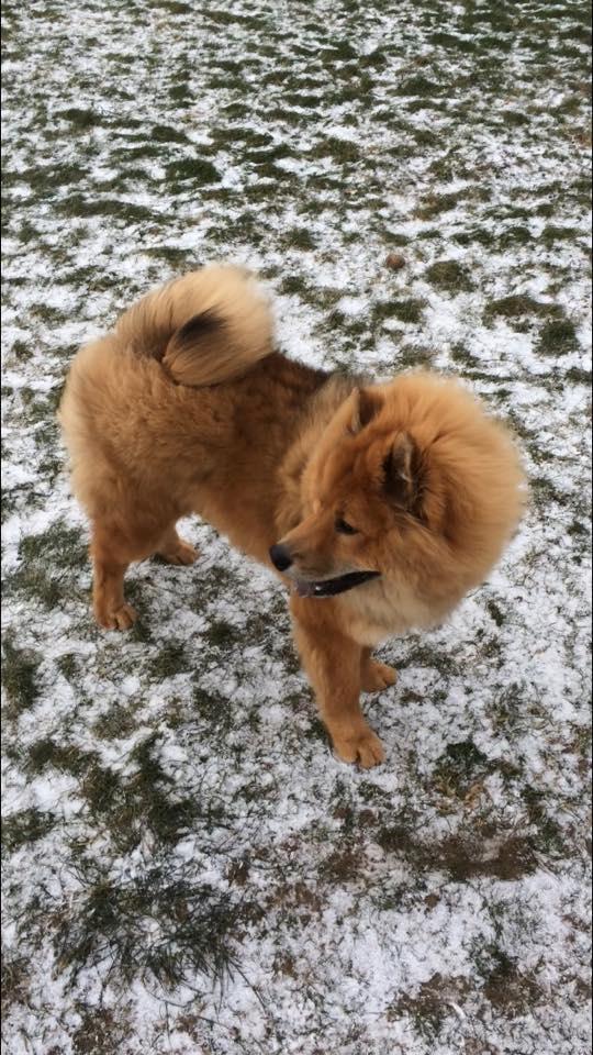 Eurasier Enzo ( Balule's Inxs) billede 21