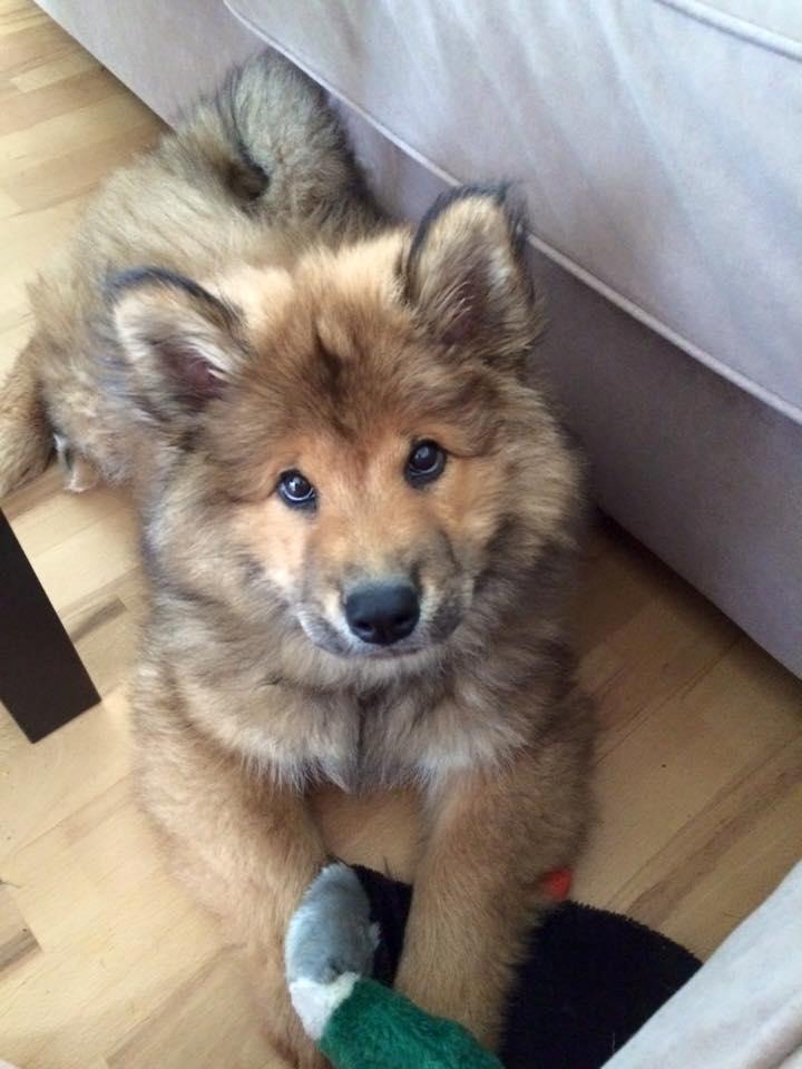 Eurasier Enzo ( Balule's Inxs) billede 9