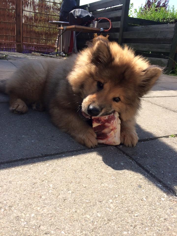 Eurasier Enzo ( Balule's Inxs) - 12 uger billede 7