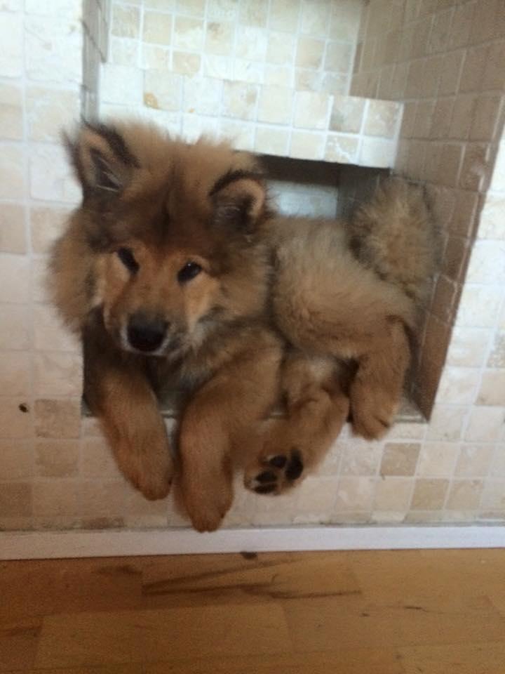 Eurasier Enzo ( Balule's Inxs) billede 8