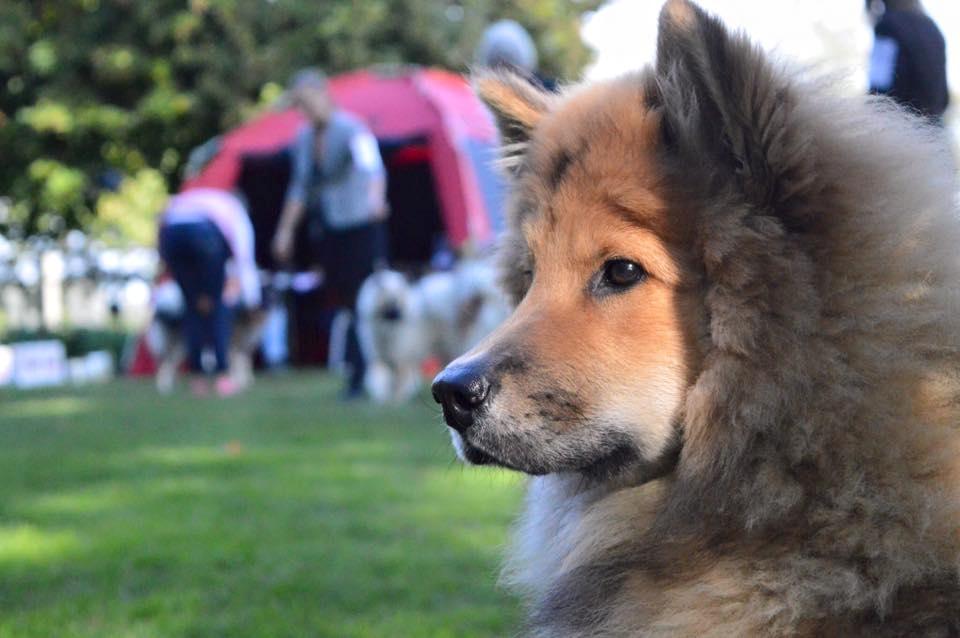 Eurasier Enzo ( Balule's Inxs) billede 10