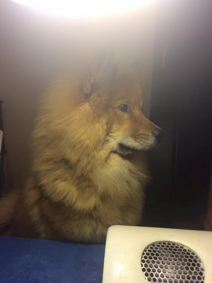 Eurasier Enzo ( Balule's Inxs) billede 14