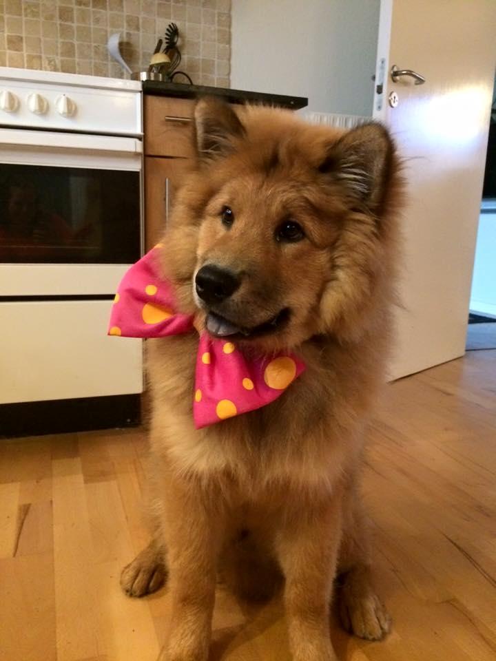 Eurasier Enzo ( Balule's Inxs) billede 13