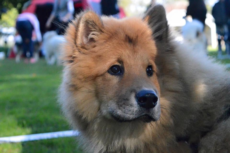Eurasier Enzo ( Balule's Inxs) billede 11