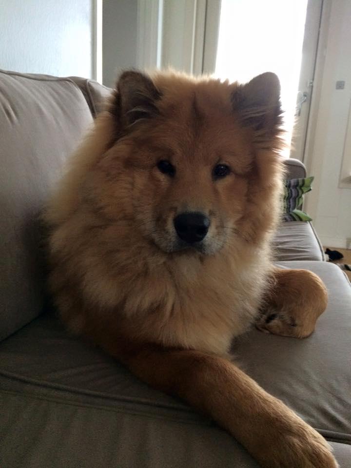 Eurasier Enzo ( Balule's Inxs) billede 15