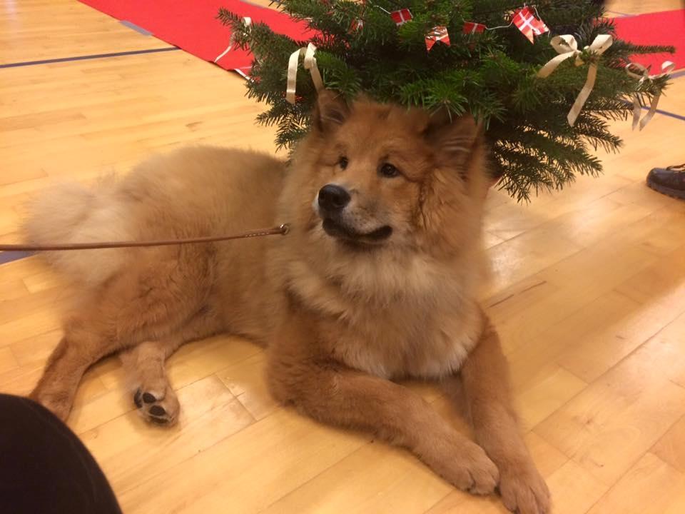 Eurasier Enzo ( Balule's Inxs) billede 16