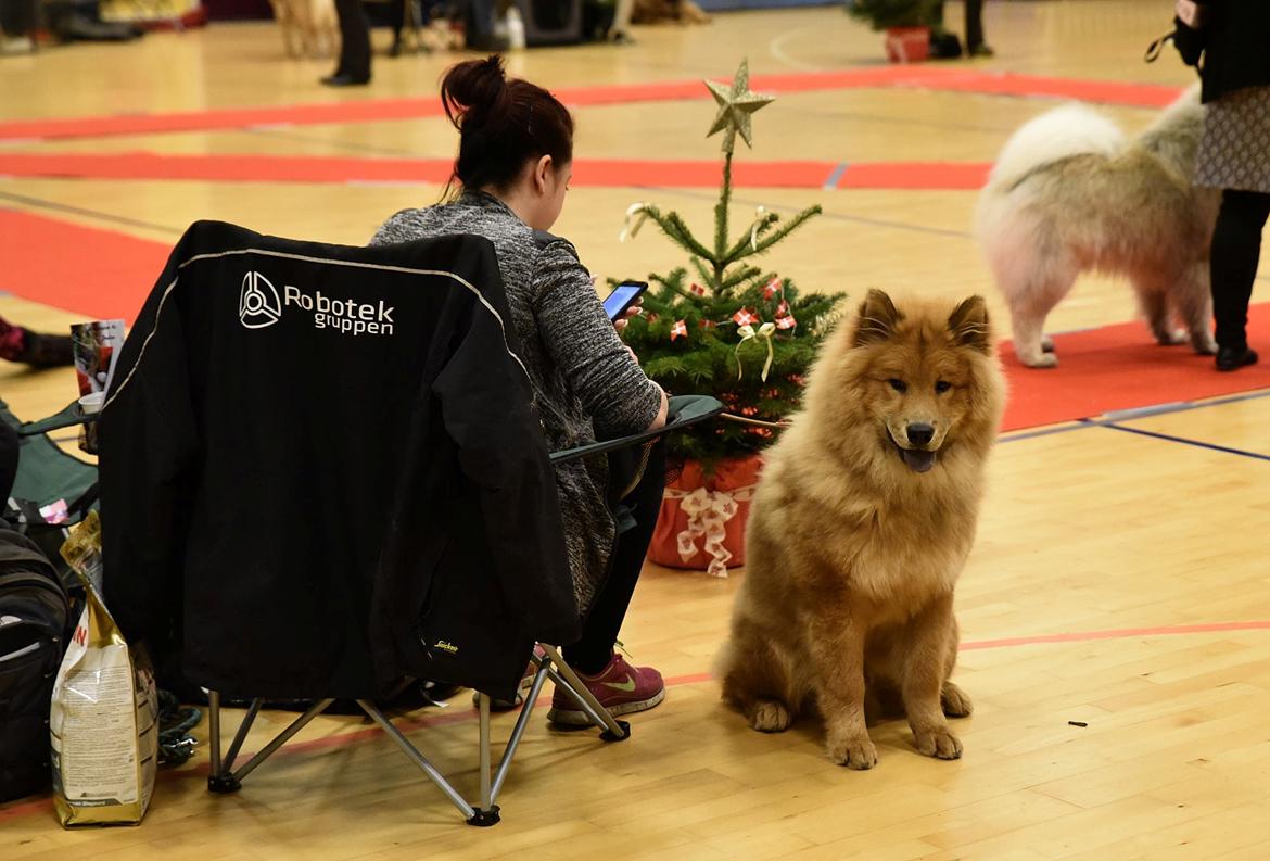 Eurasier Enzo ( Balule's Inxs) - anden udstilling billede 17