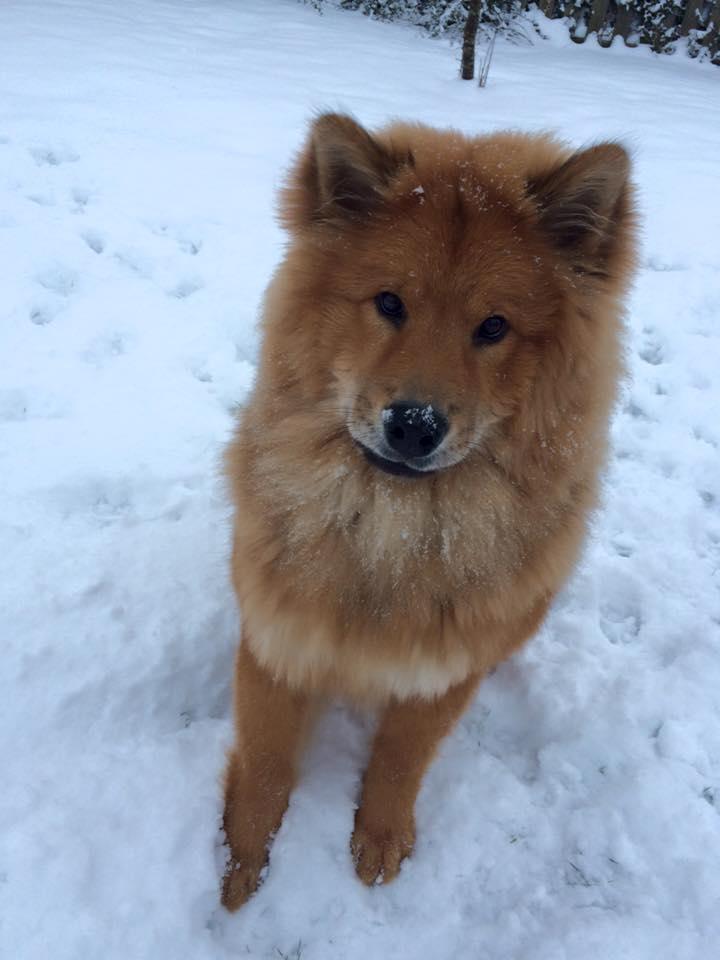 Eurasier Enzo ( Balule's Inxs) billede 19
