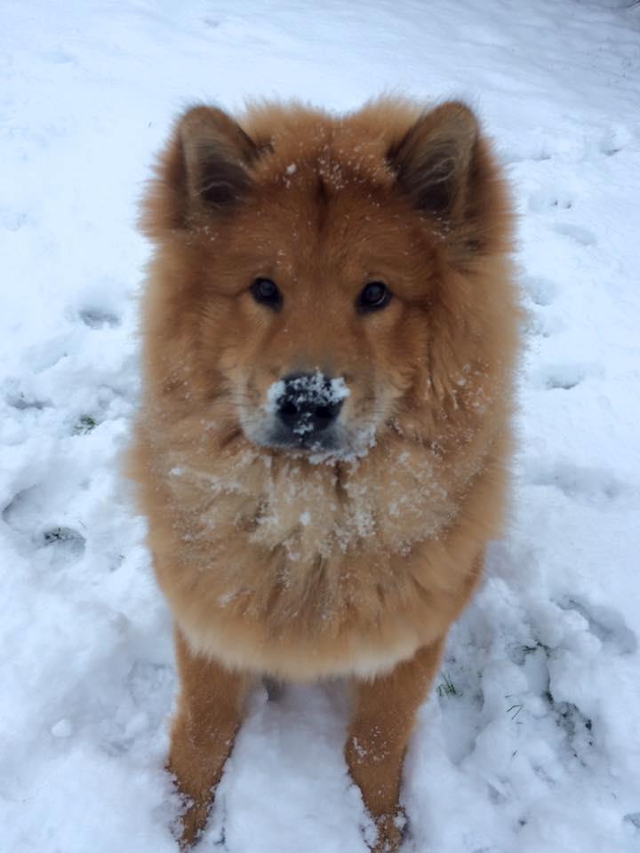 Eurasier Enzo ( Balule's Inxs) billede 20
