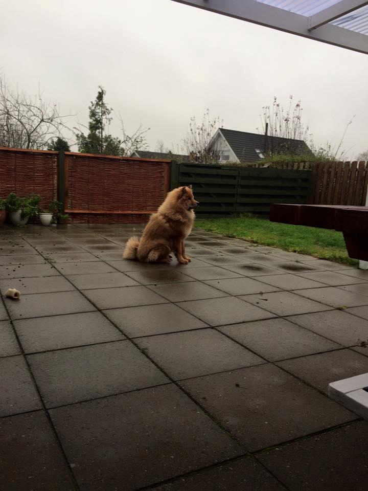 Eurasier Enzo ( Balule's Inxs) billede 18