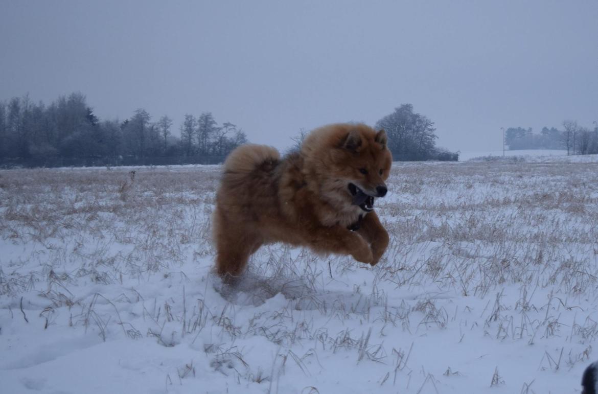 Eurasier Enzo ( Balule's Inxs) billede 22