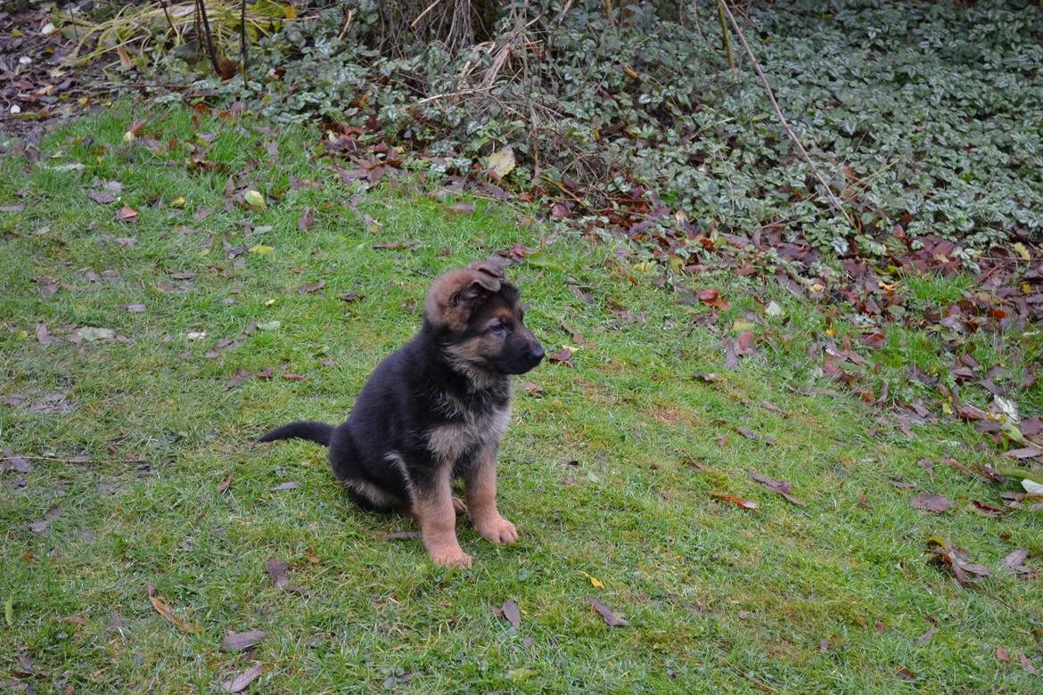 Schæferhund Ludwig billede 5