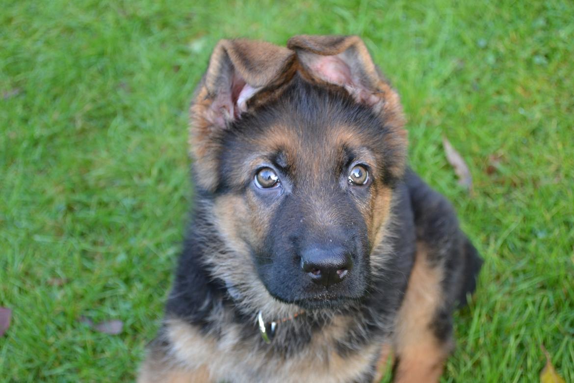 Schæferhund Ludwig billede 6