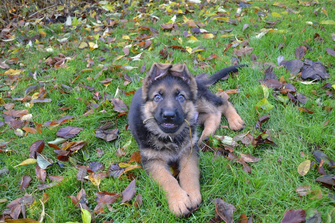 Schæferhund Ludwig billede 7