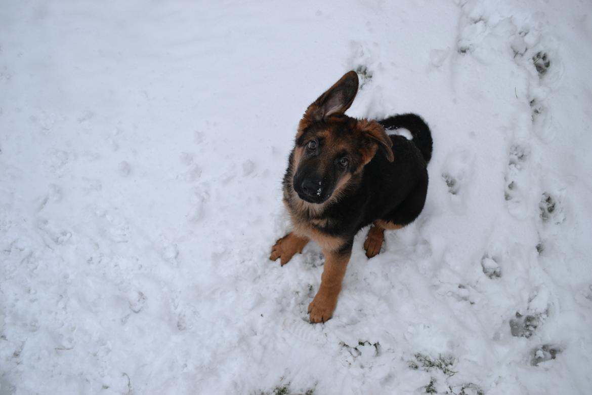 Schæferhund Ludwig billede 15