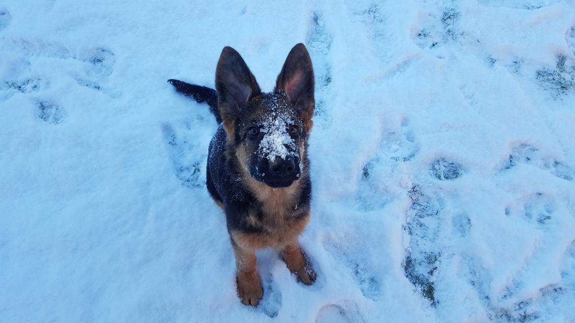 Schæferhund Ludwig billede 18