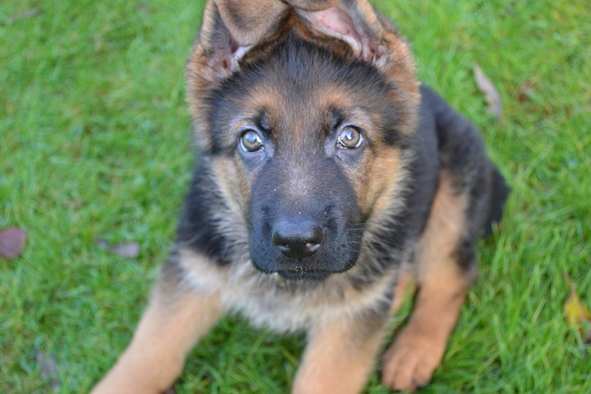 Schæferhund Ludwig billede 2