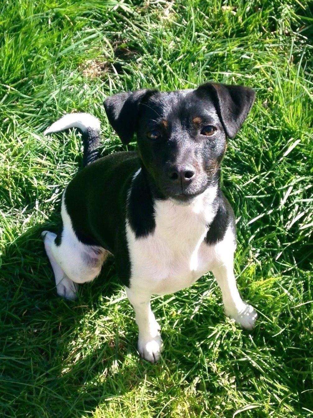 Blanding af racer La Chica - 1år & smækker lækker billede 35