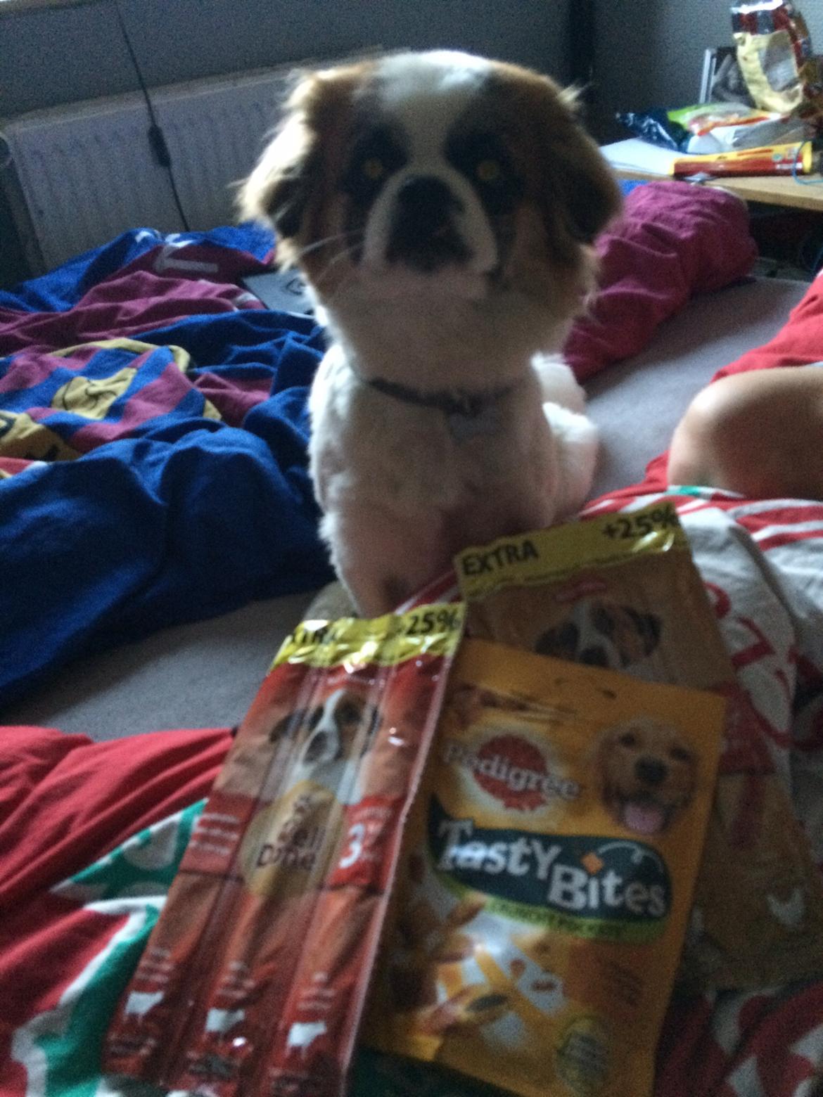 Shih tzu Oliver billede 2