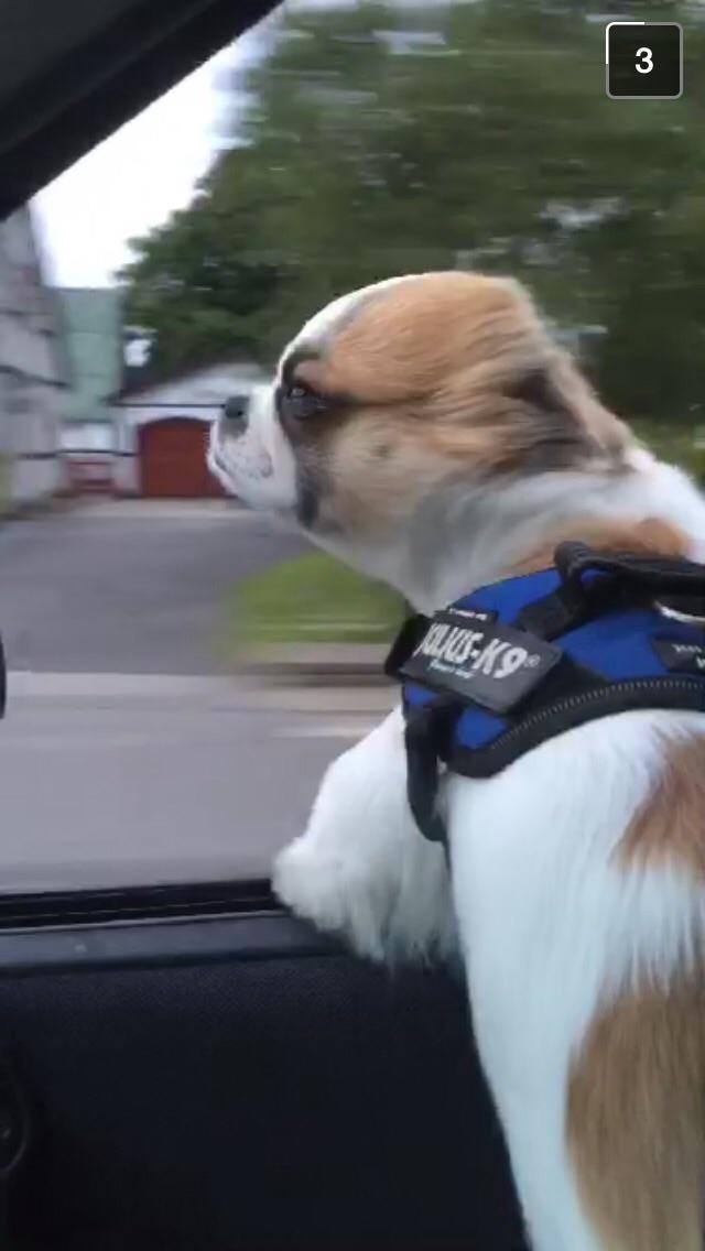 Shih tzu Oliver billede 4