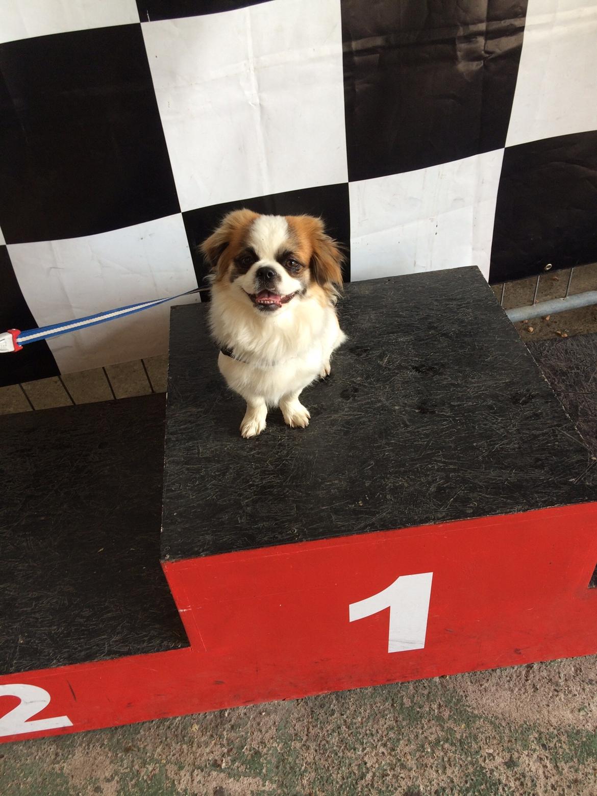 Shih tzu Oliver billede 1