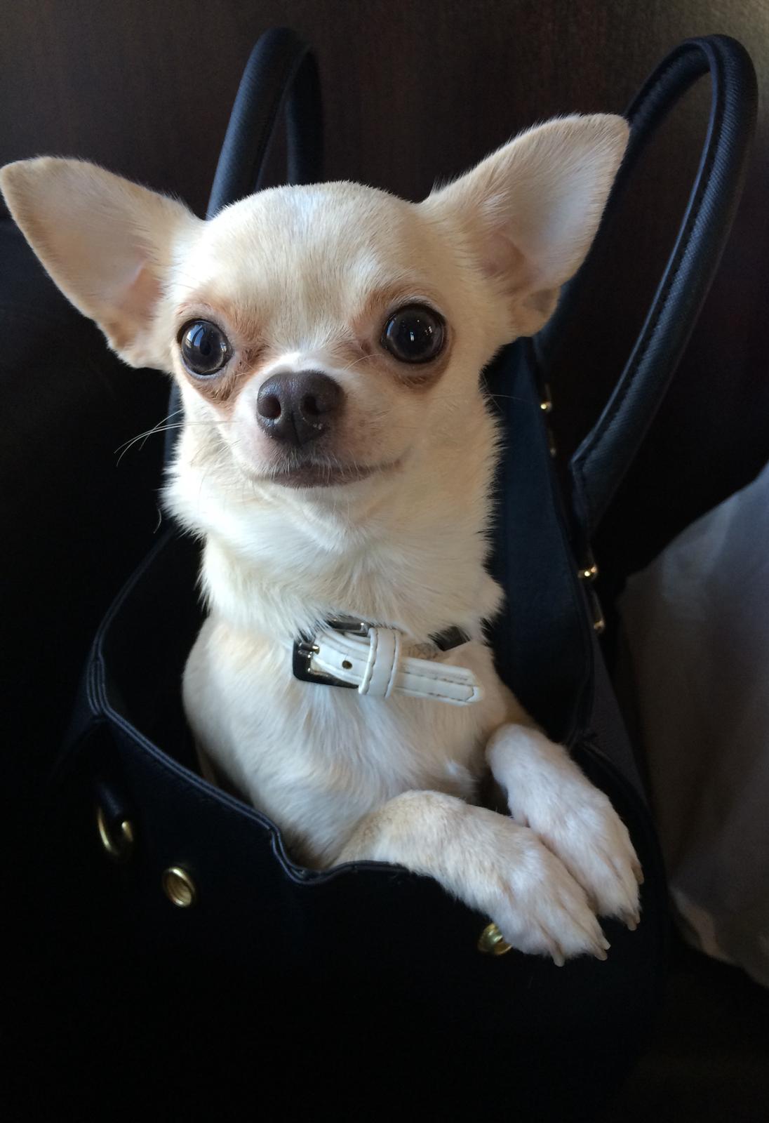 Chihuahua Princess billede 1