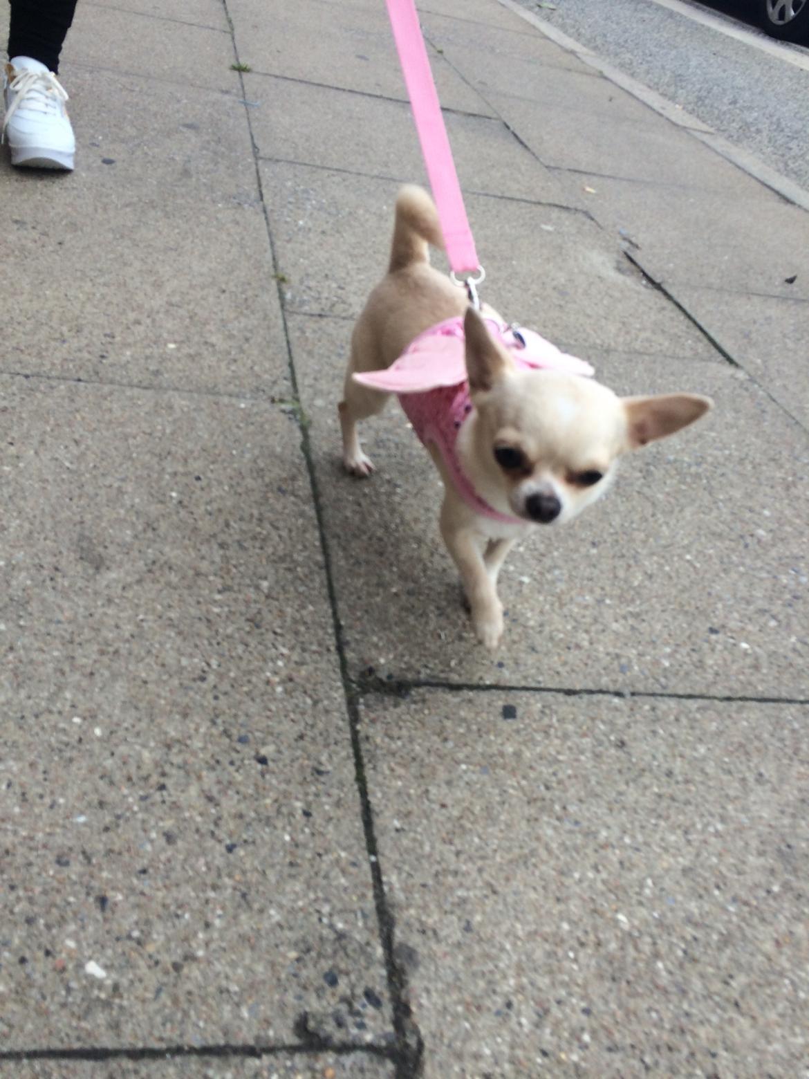 Chihuahua Princess billede 7