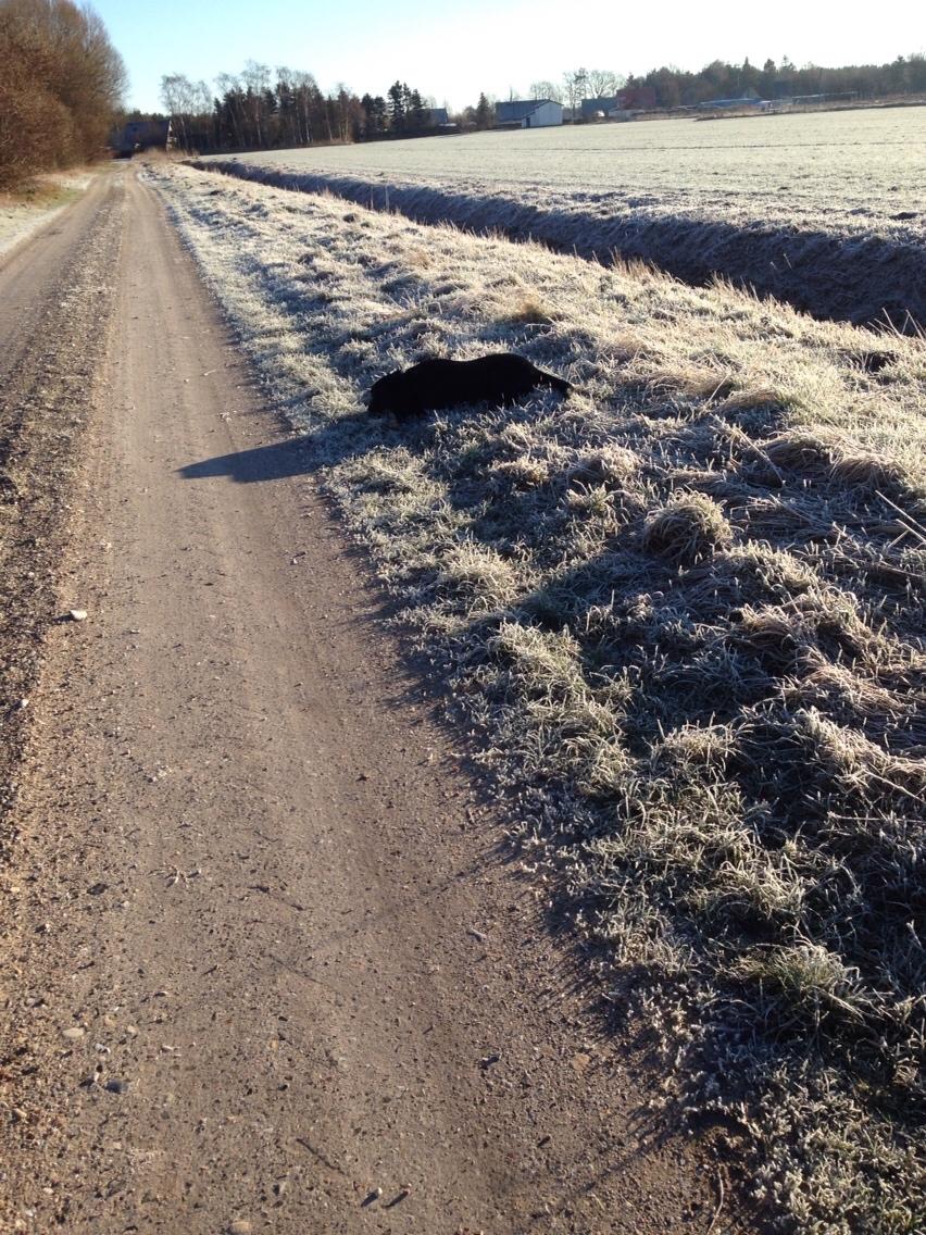 Labrador retriever Charlie billede 5