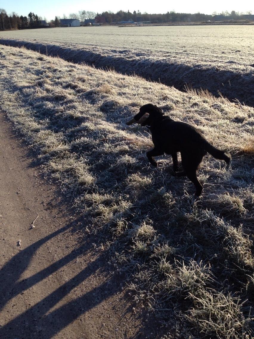 Labrador retriever Charlie billede 4