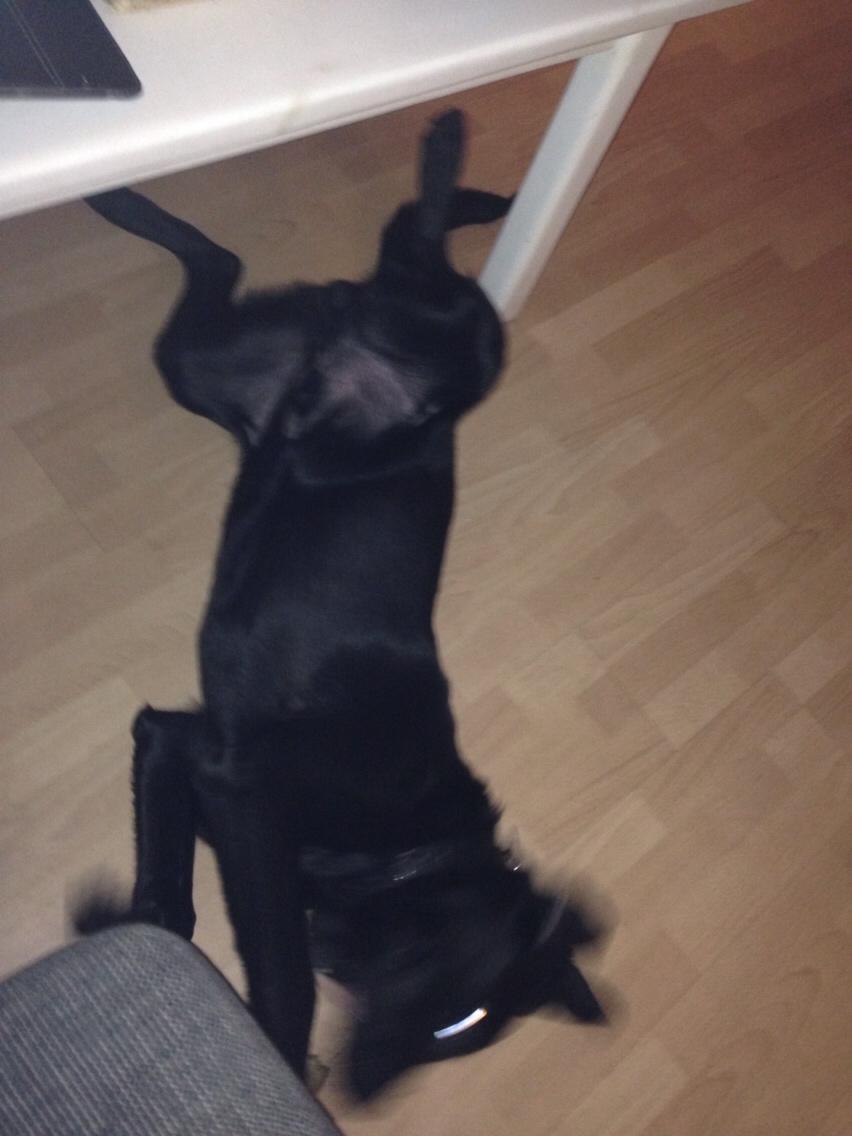 Labrador retriever Charlie billede 6