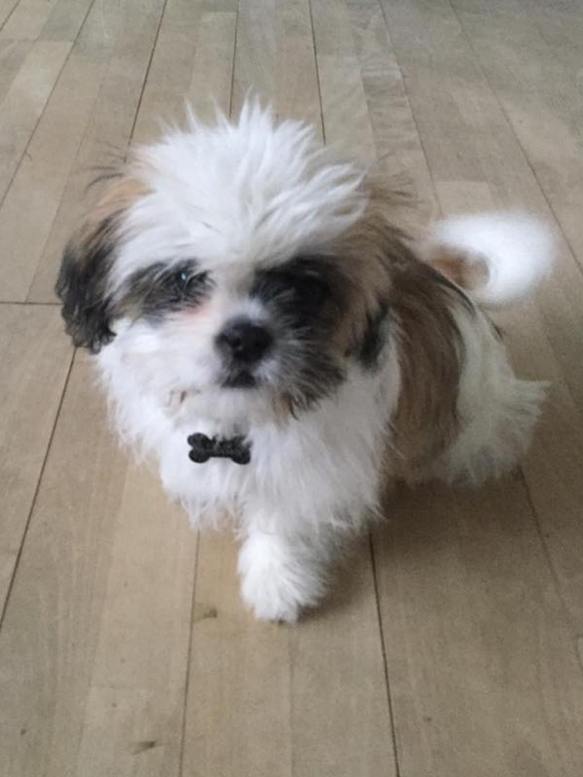 Shih tzu Felix billede 1
