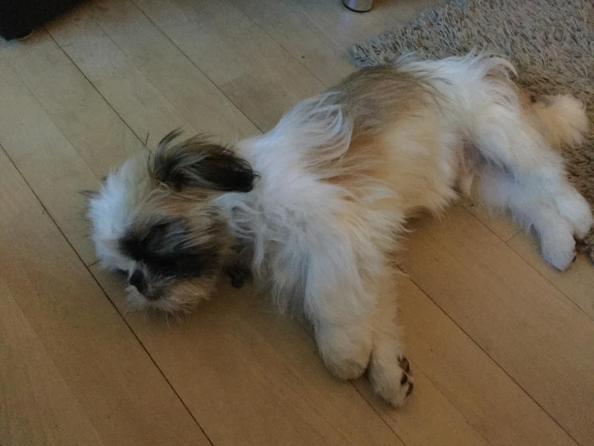 Shih tzu Felix - En træt vaps, efter en dejlig tur billede 3