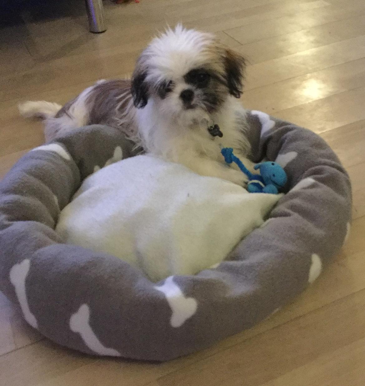 Shih tzu Felix billede 2