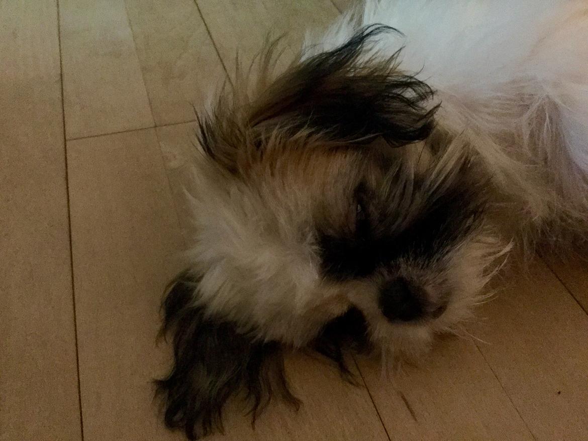 Shih tzu Felix billede 4