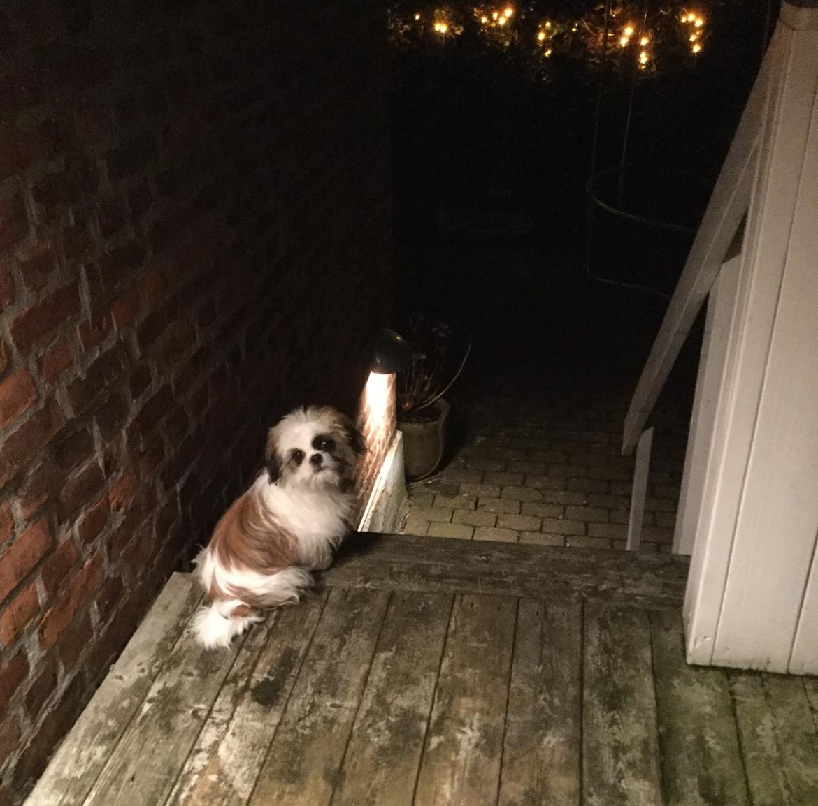 Shih tzu Felix - Et af Felix yndlingssteder billede 5