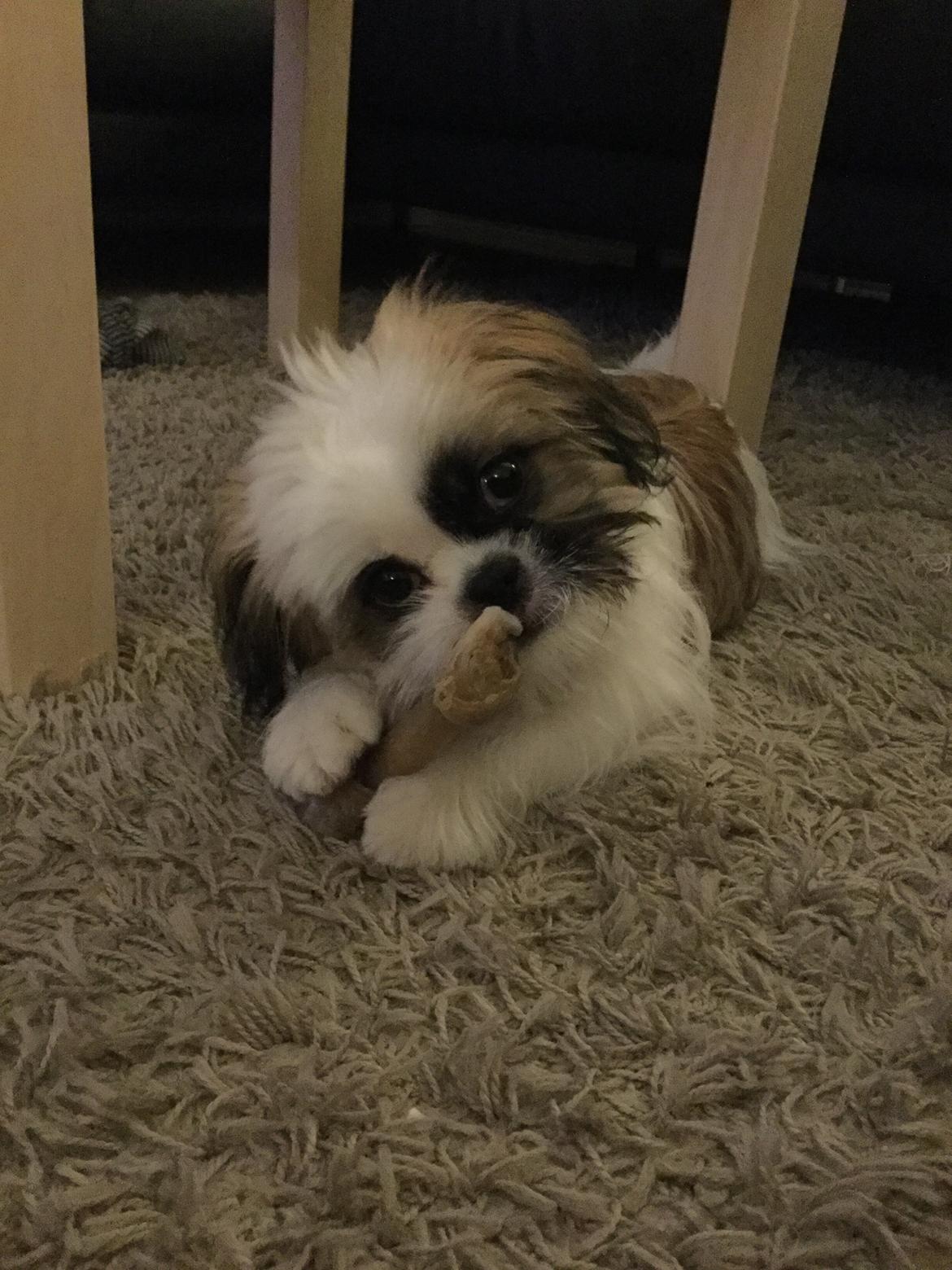 Shih tzu Felix - Mmmm, lækkert med et tyggeben billede 6