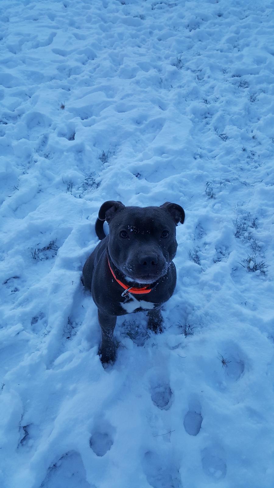 Staffordshire bull terrier Max  - Han elsker at være ude og lege i sneen.      Taget i Januar 2016. billede 8