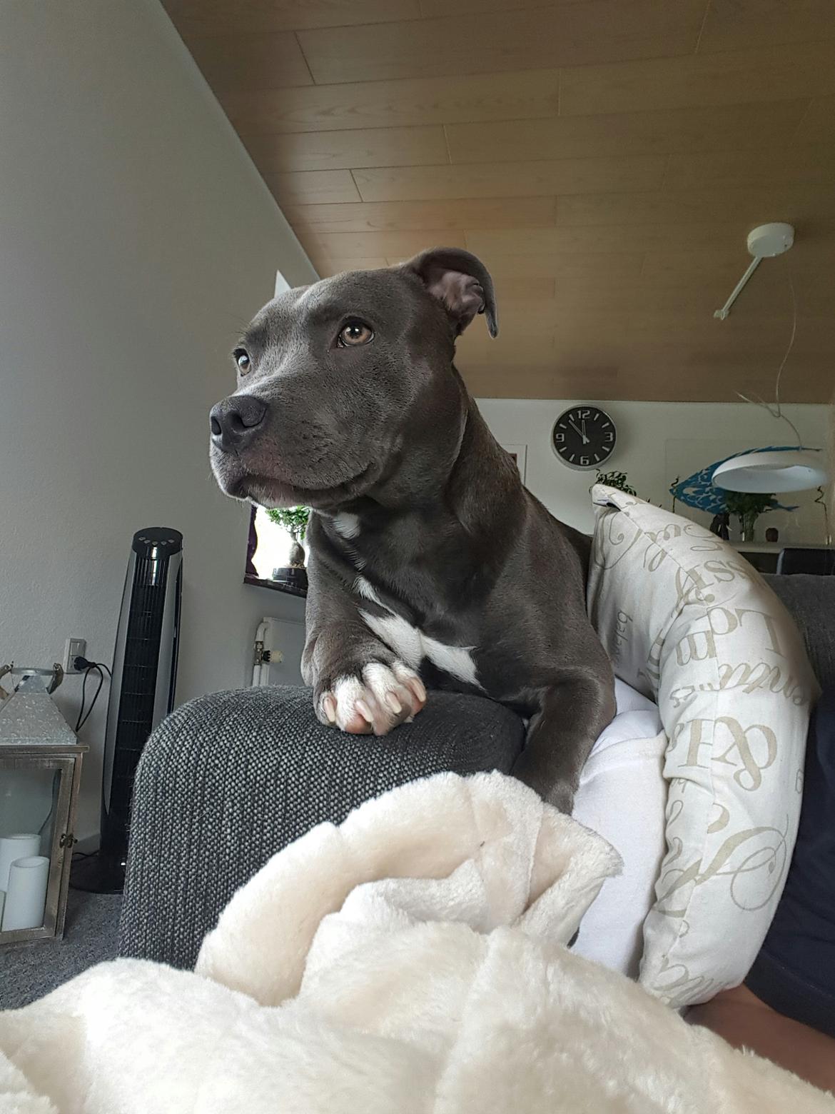 Staffordshire bull terrier Max  billede 9