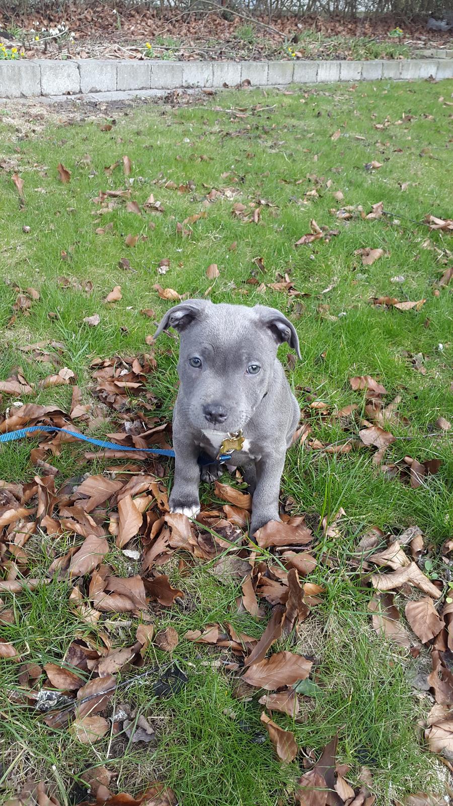 Staffordshire bull terrier Max  - dette billed er fra da vi lige havde købt ham, og fået ham hjem. billede 10