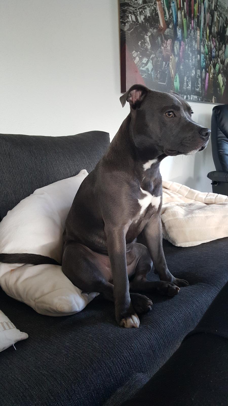 Staffordshire bull terrier Max  billede 11