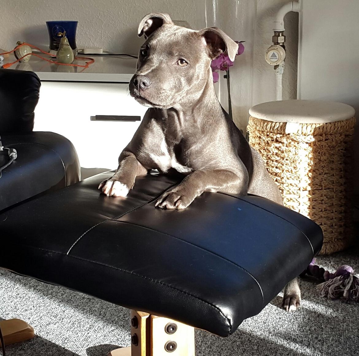 Staffordshire bull terrier Max  billede 12