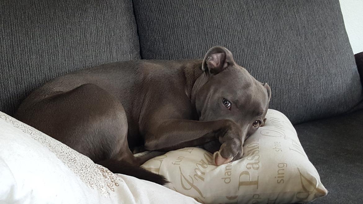 Staffordshire bull terrier Max  billede 13