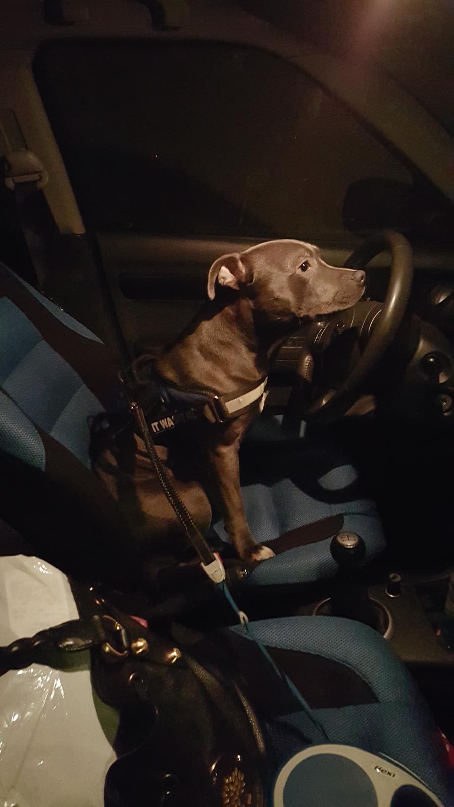 Staffordshire bull terrier Max  - Han elsker at køre bil. :)    Dette er taget juleaften 2015.  billede 14