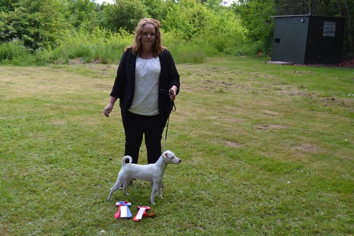 Jack russell terrier Spot of Top Noch (jackson) R.I.P billede 13