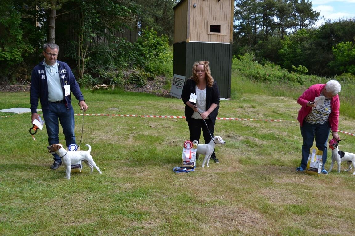 Jack russell terrier Spot of Top Noch (jackson) R.I.P billede 14