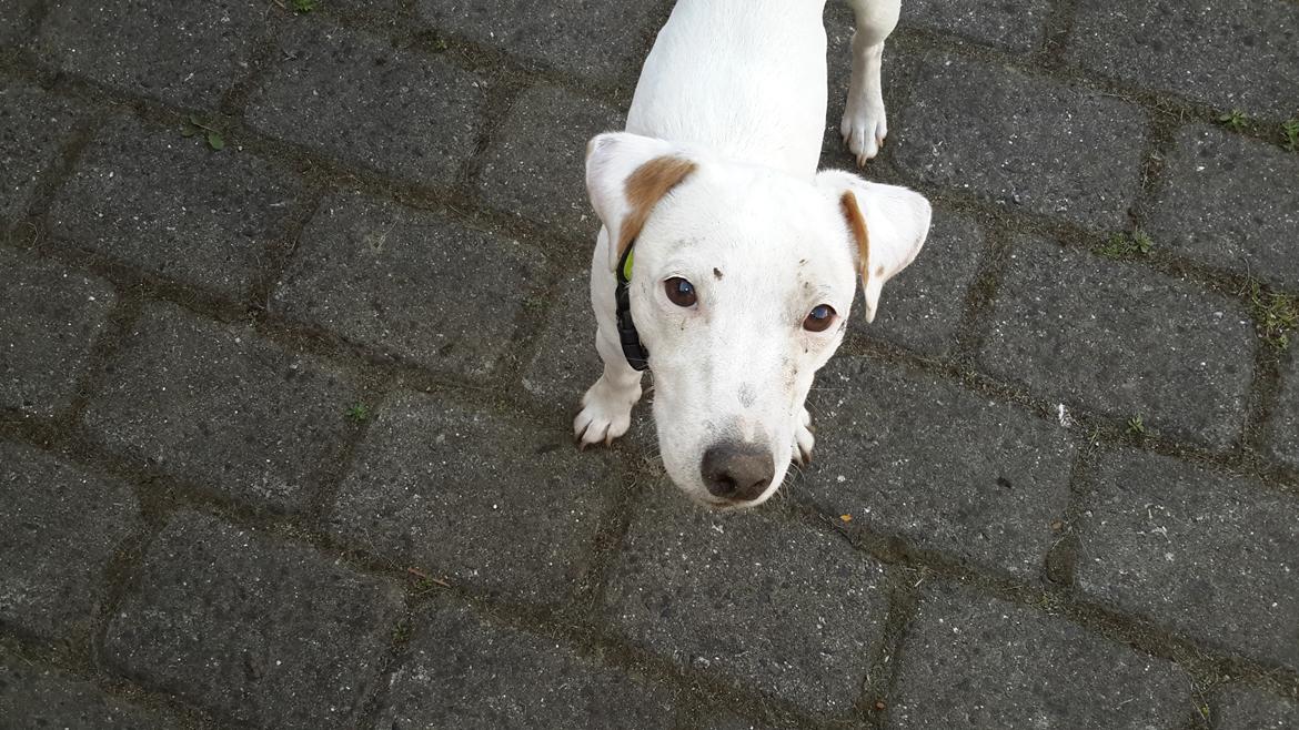 Jack russell terrier Spot of Top Noch (jackson) R.I.P billede 15