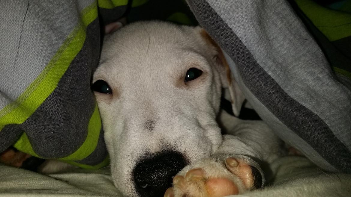 Jack russell terrier Spot of Top Noch (jackson) R.I.P billede 1