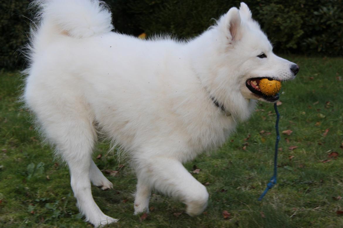 Samojedhund Cato billede 4