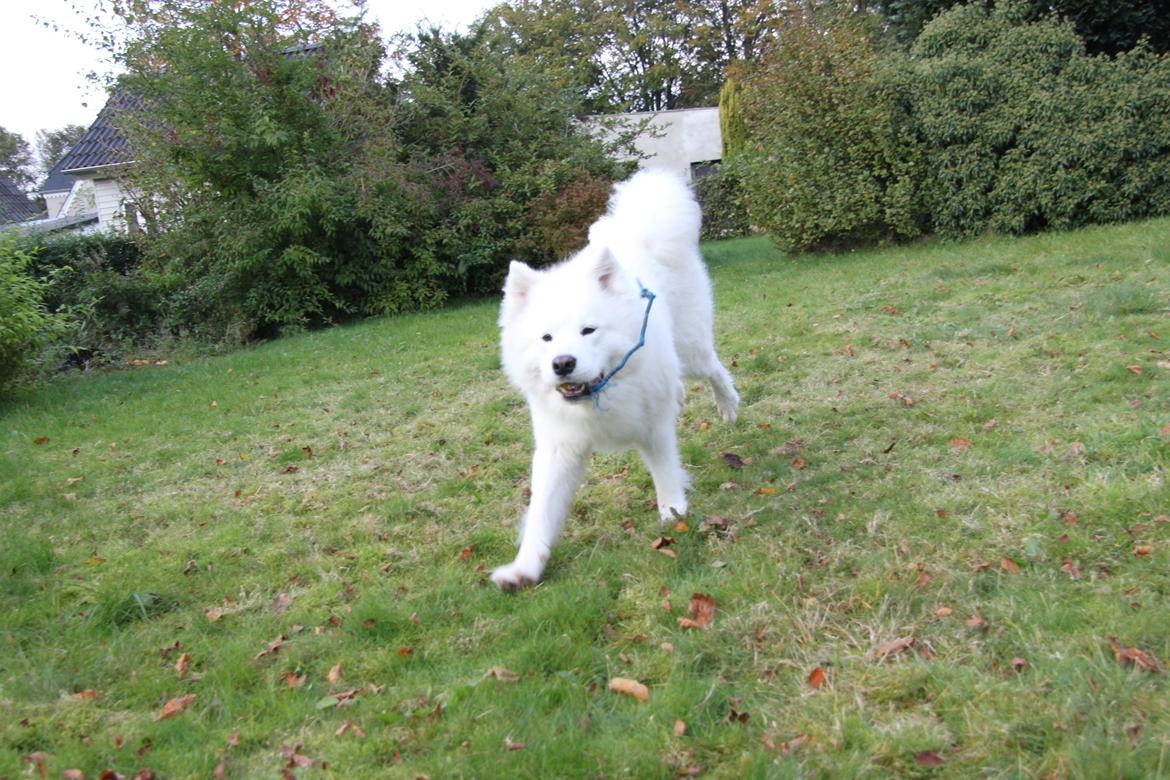 Samojedhund Cato billede 7